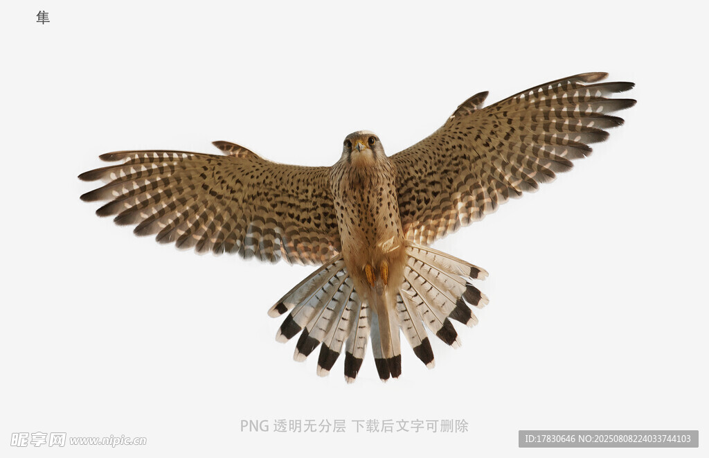 隼