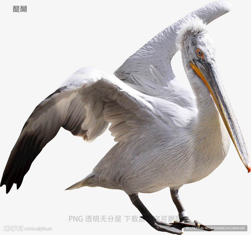 醍醐