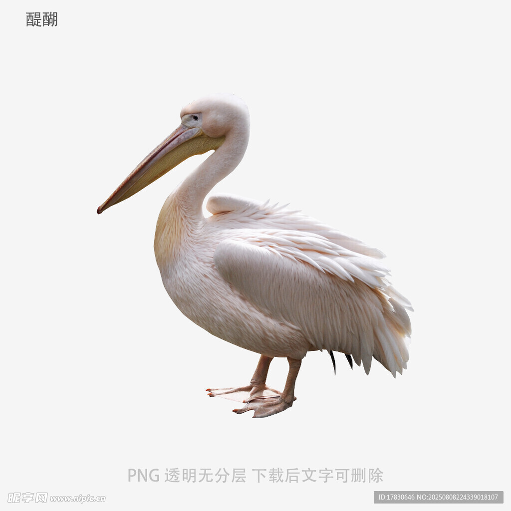 醍醐