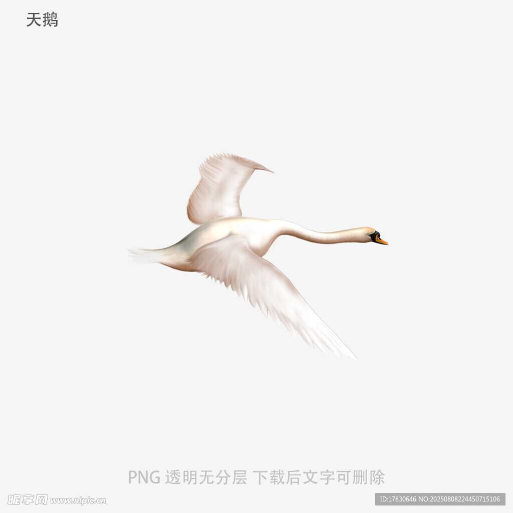 天鵝