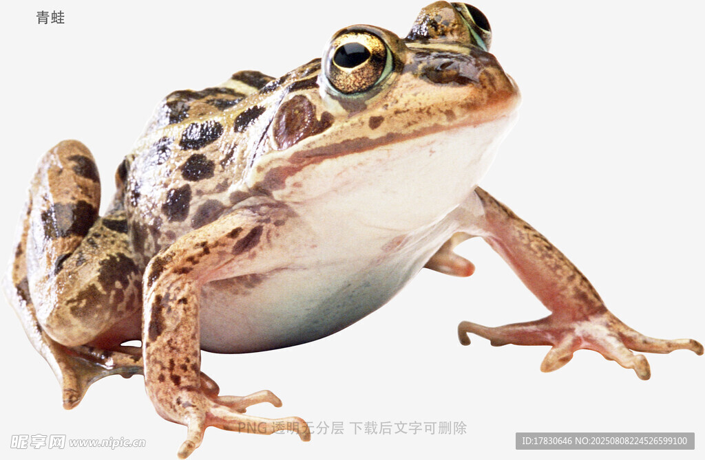 青蛙