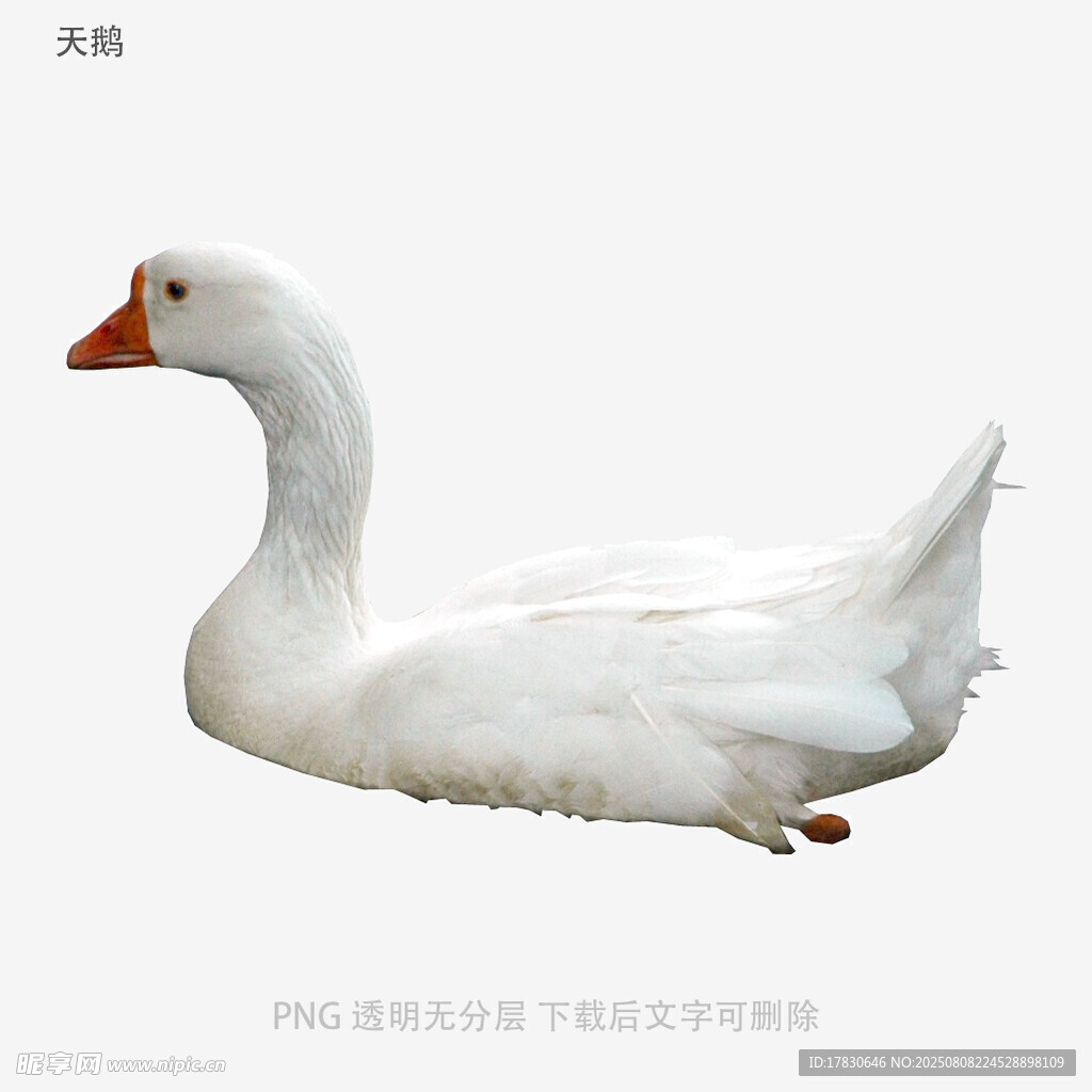天鵝