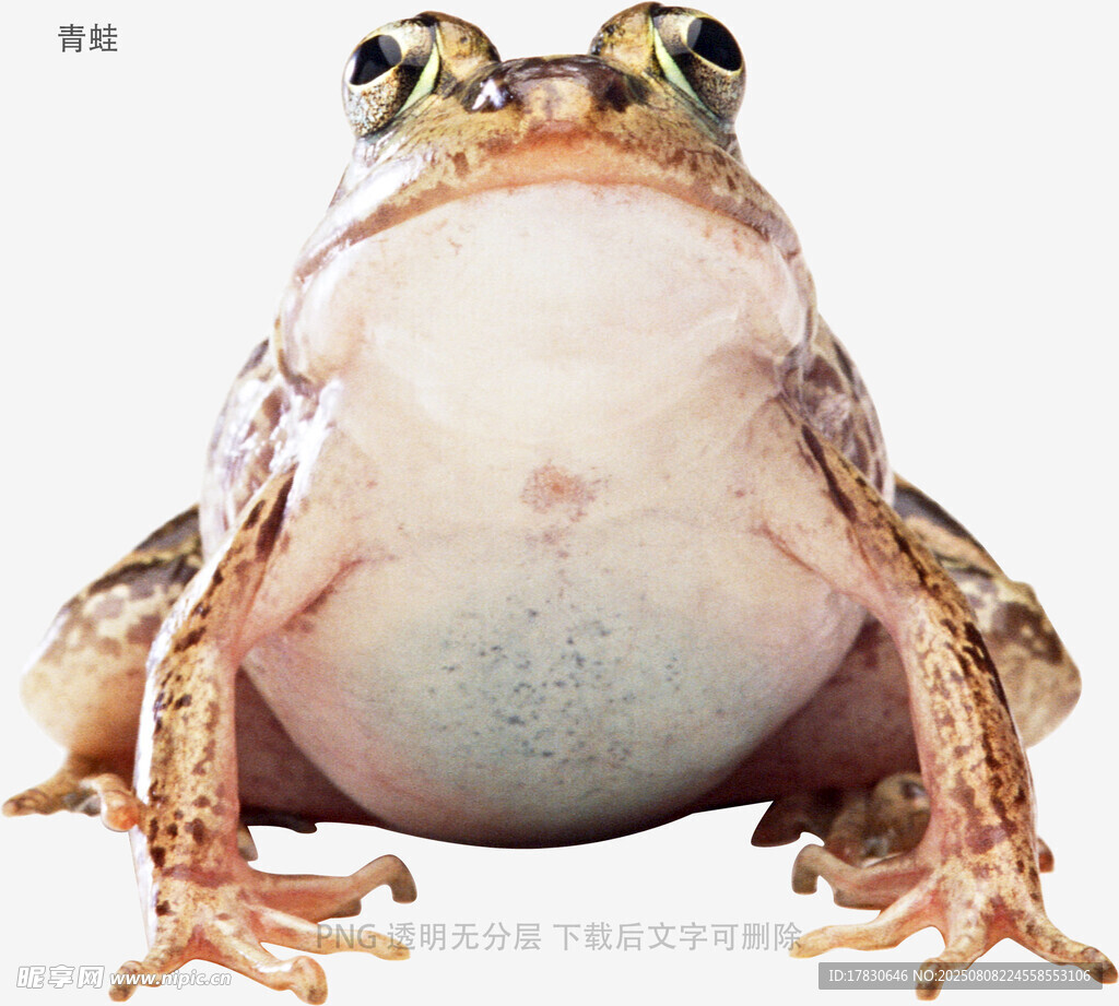 青蛙