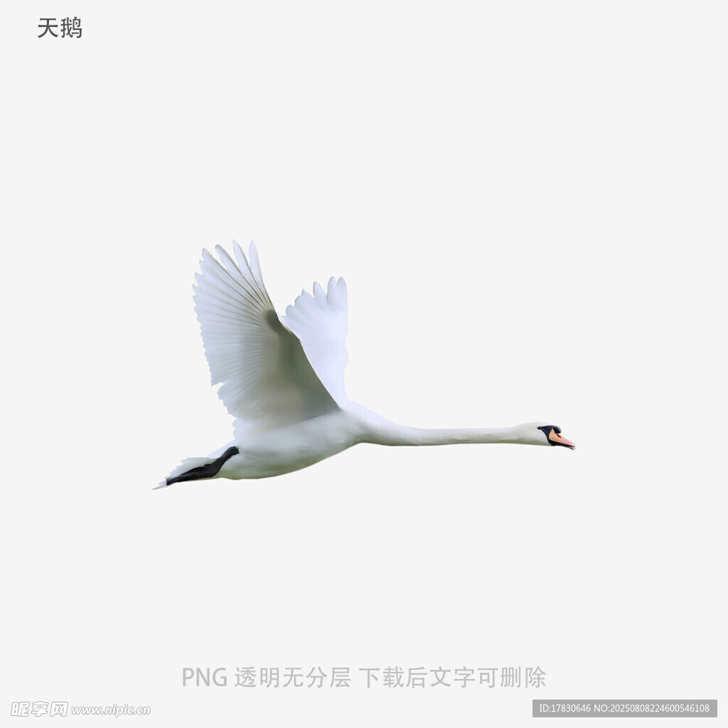 天鵝