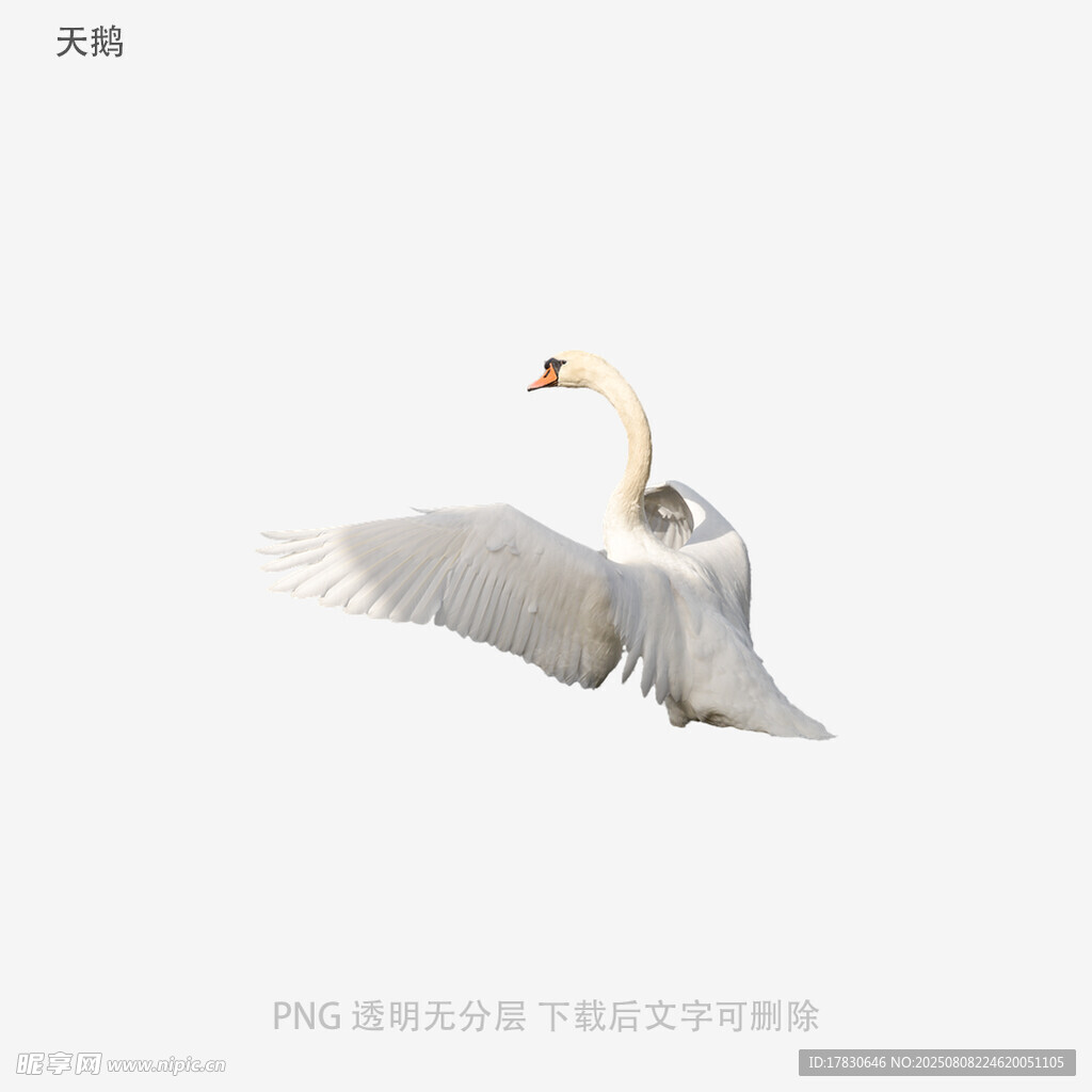 天鵝