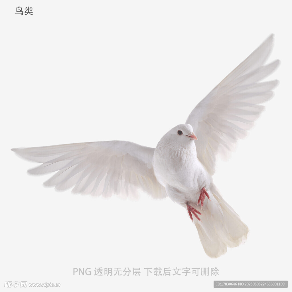 鳥類