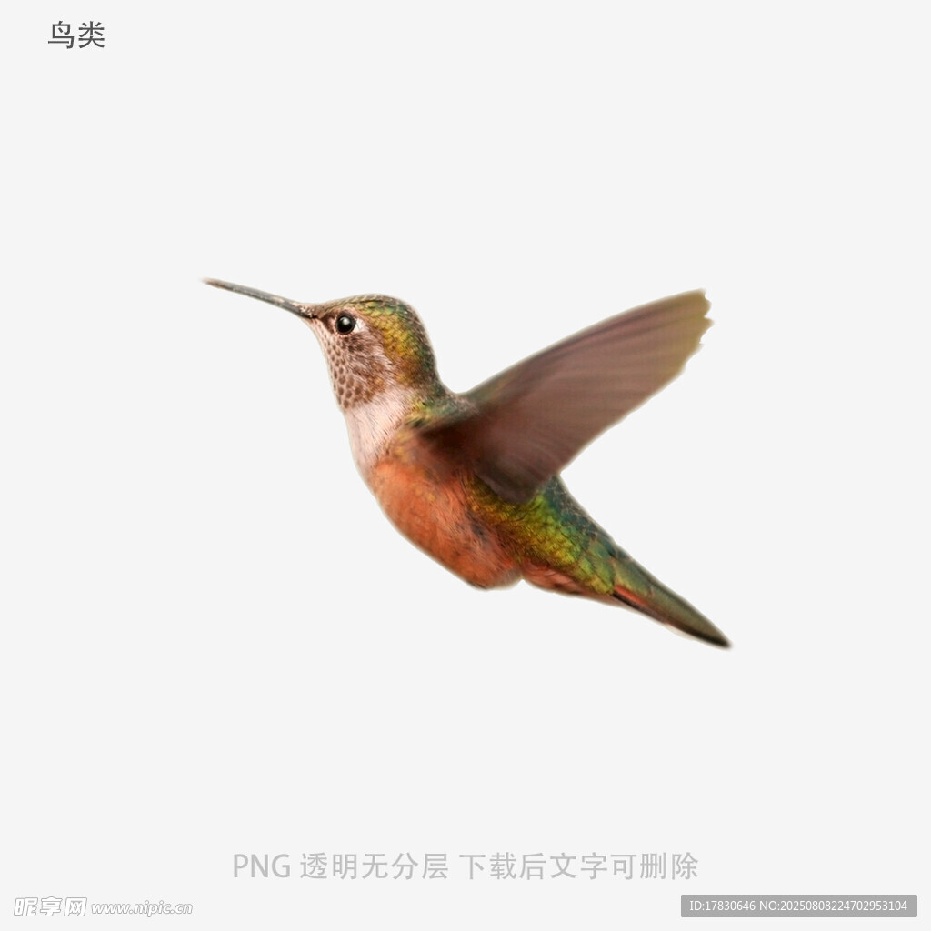 鳥(niǎo)類(lèi)