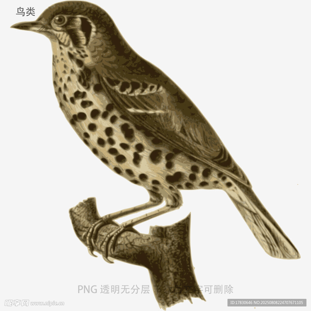 鳥類