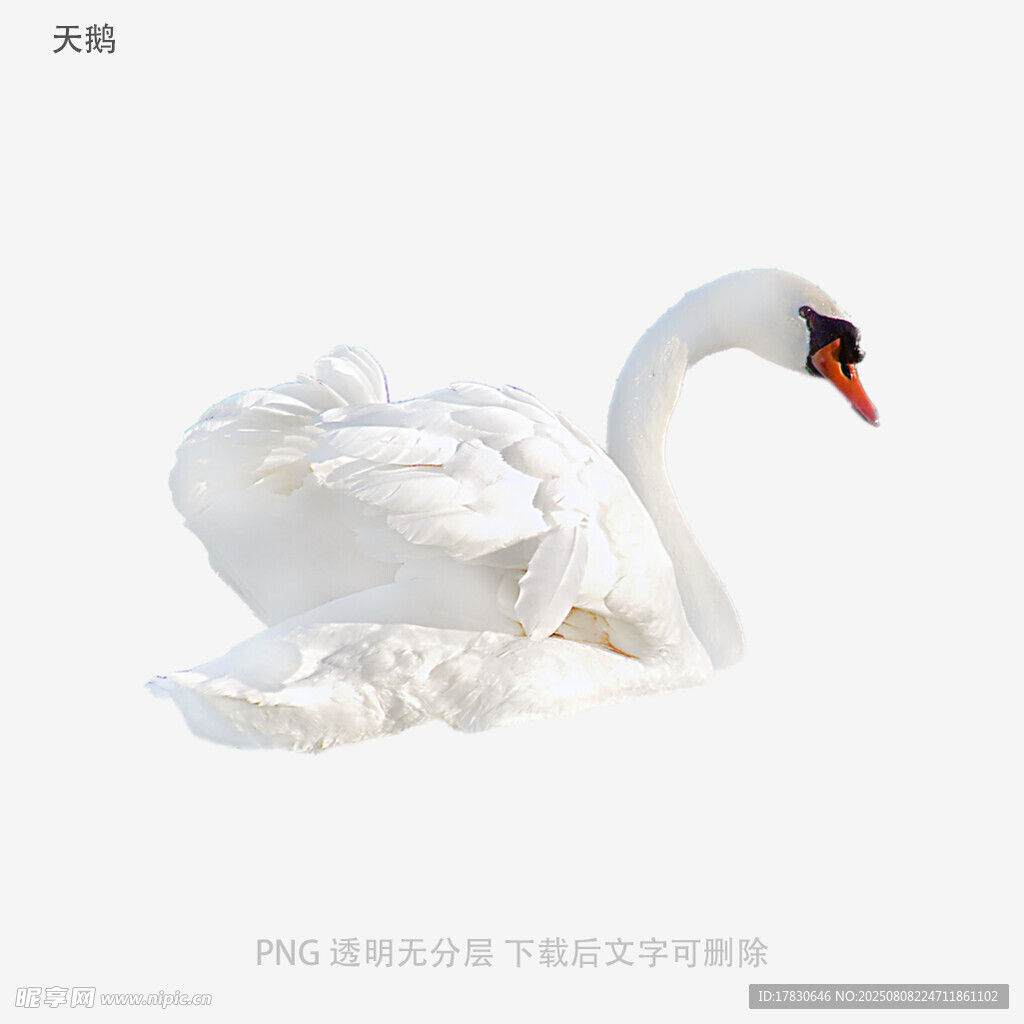 天鵝