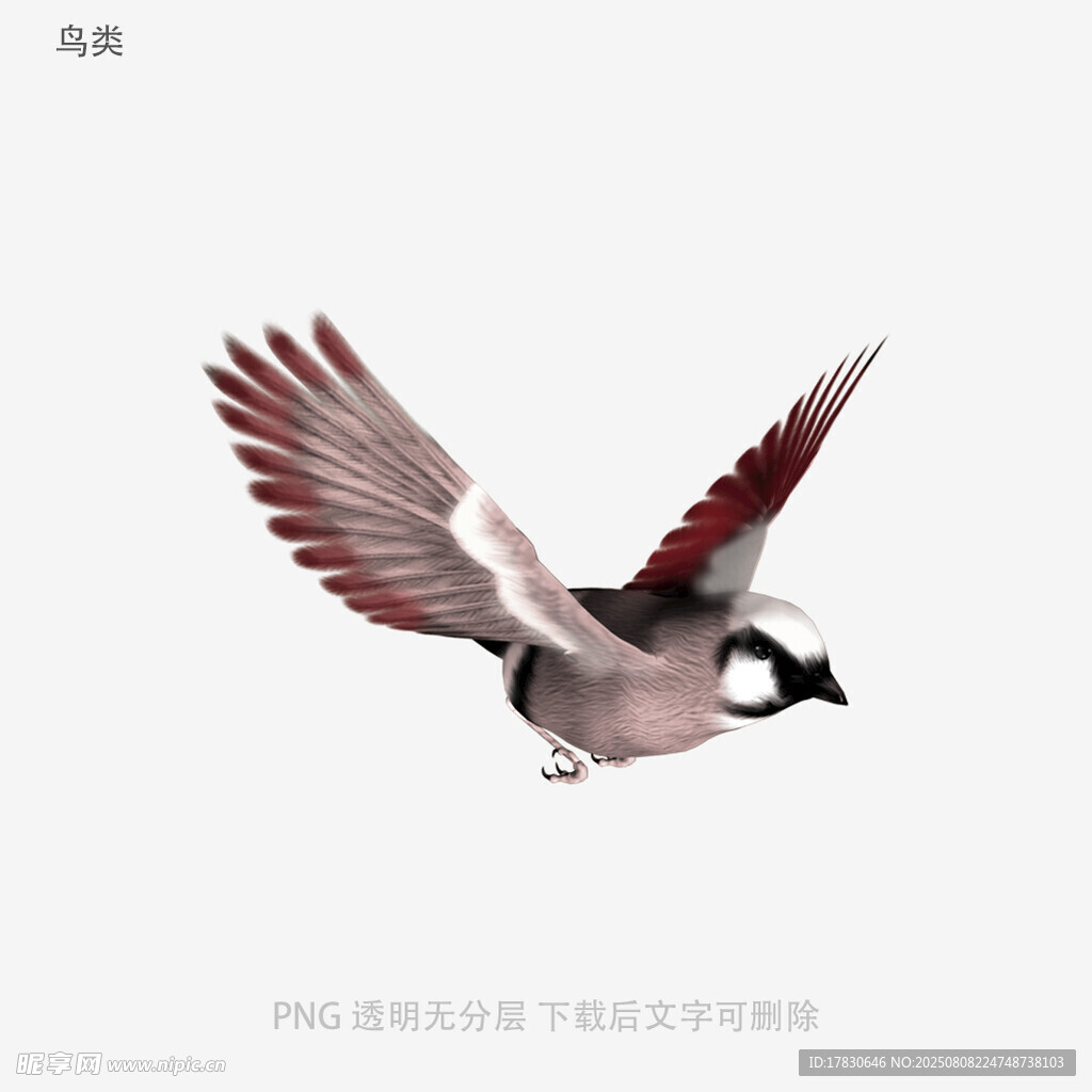 鳥類