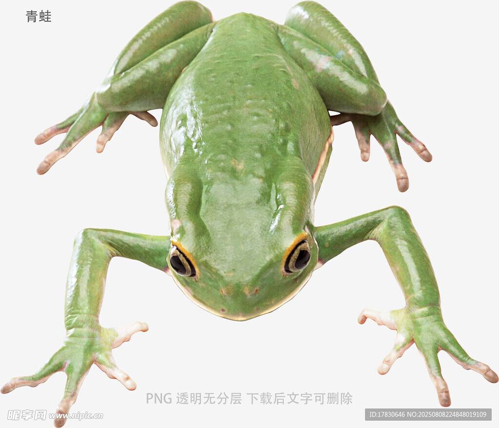 青蛙