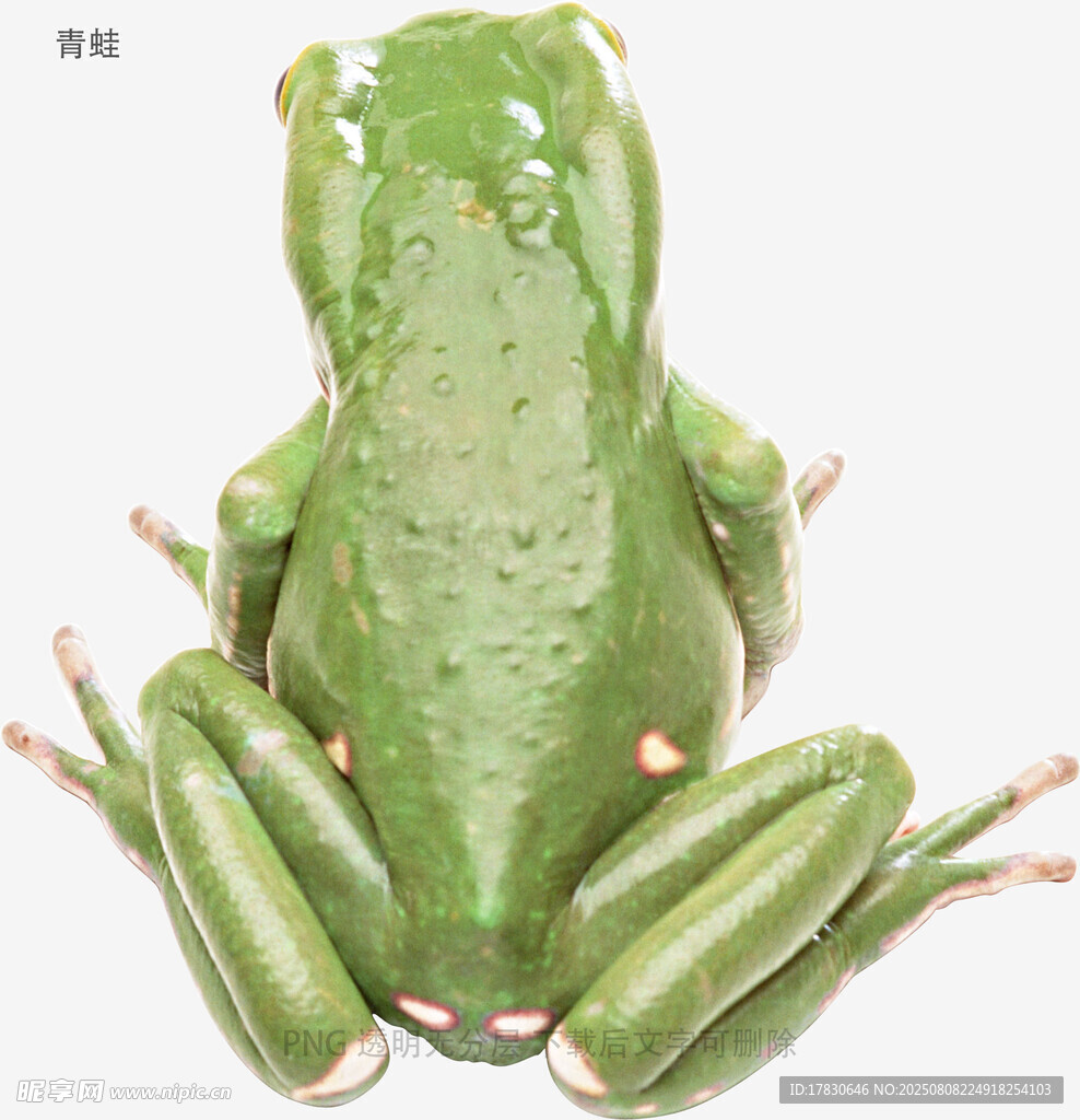 青蛙