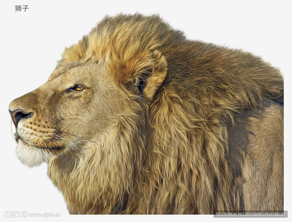 獅子