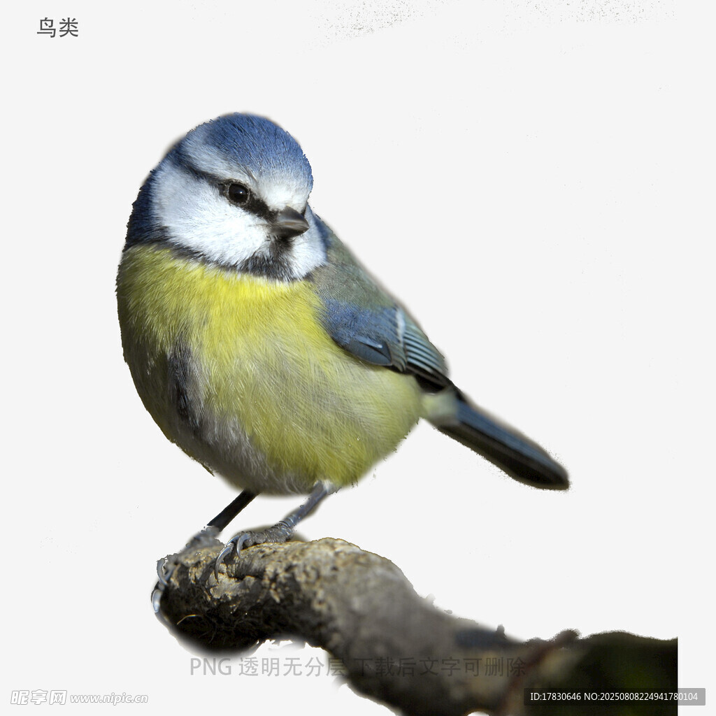 鳥類