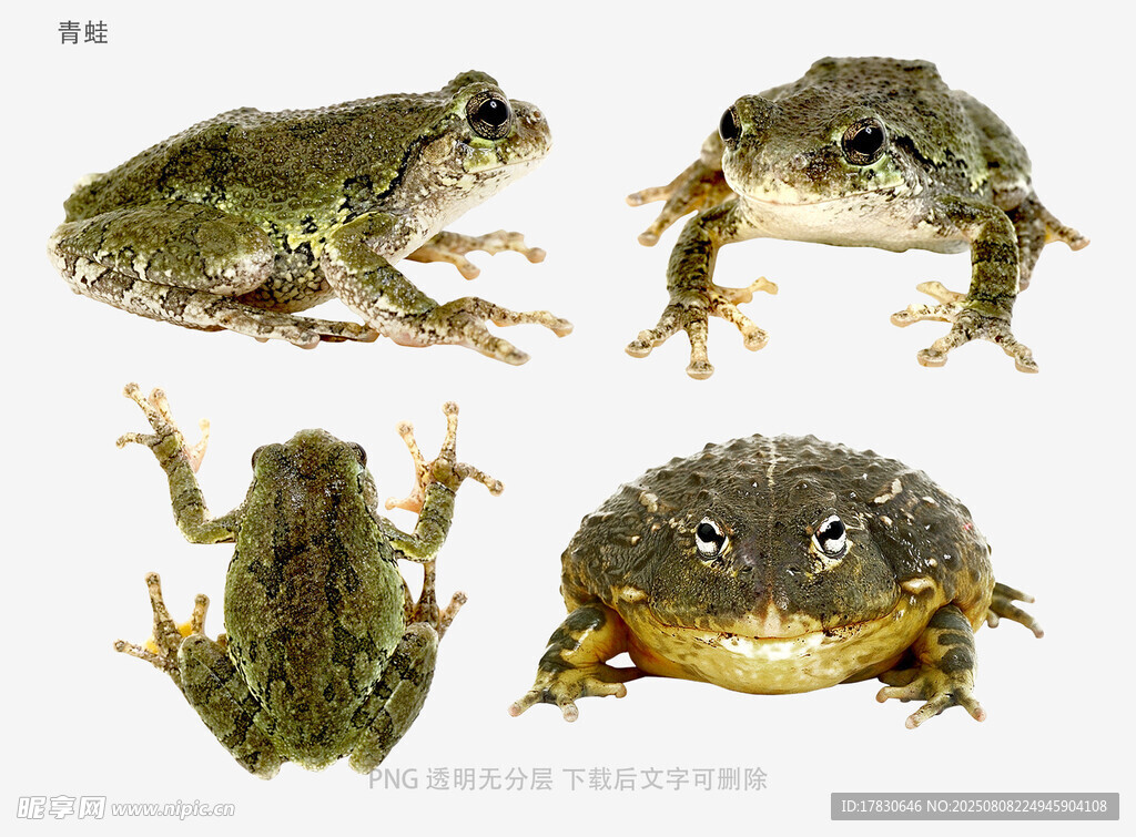 青蛙