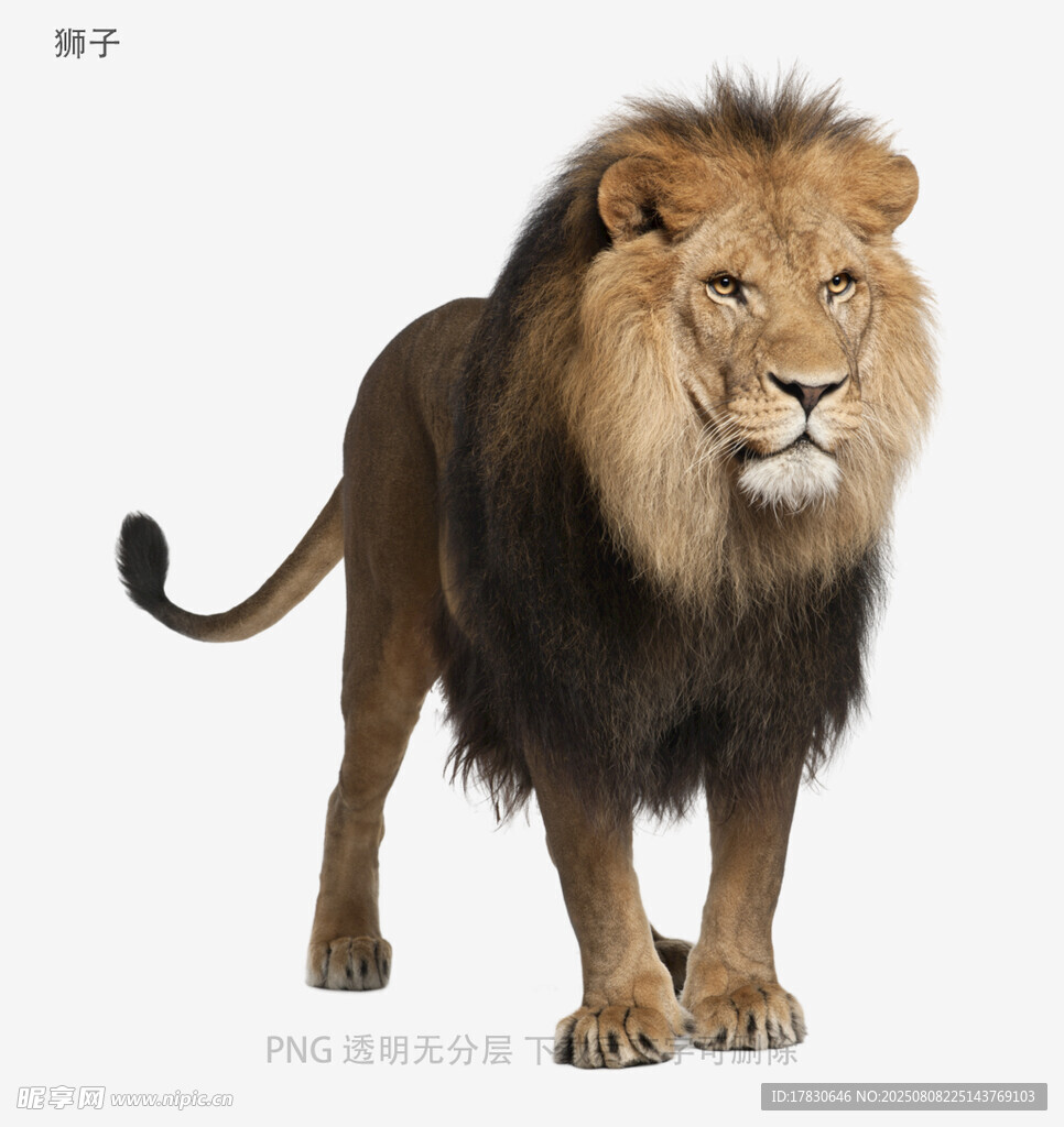 獅子