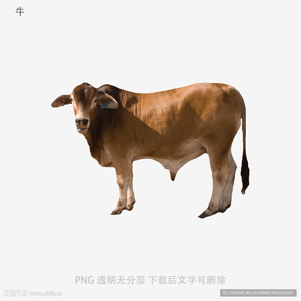 牛