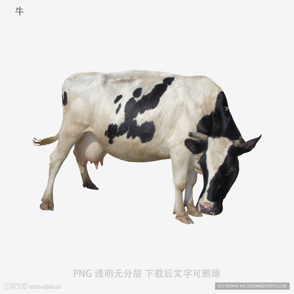 牛
