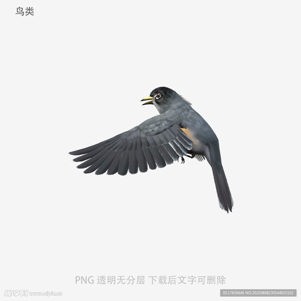 鳥(niǎo)類(lèi)