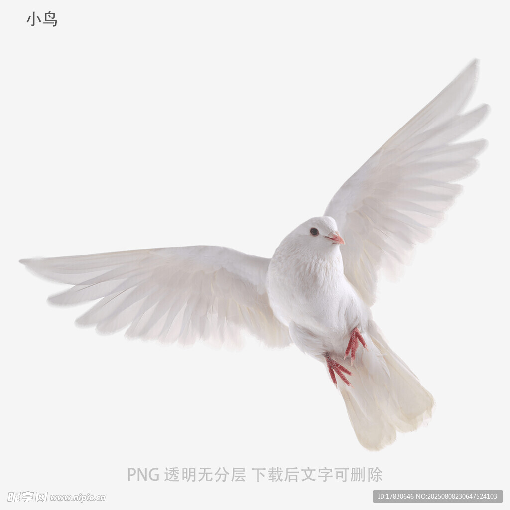 小鳥