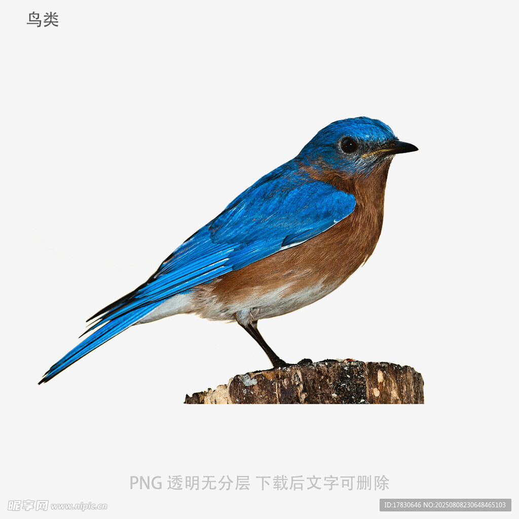 鳥(niǎo)類(lèi)