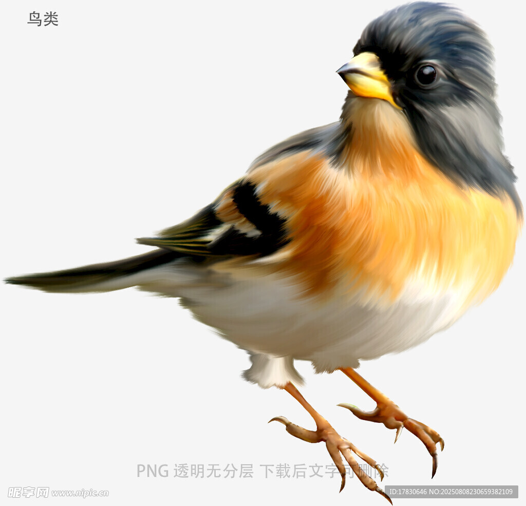 鳥類