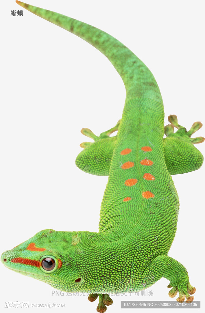 蜥蜴