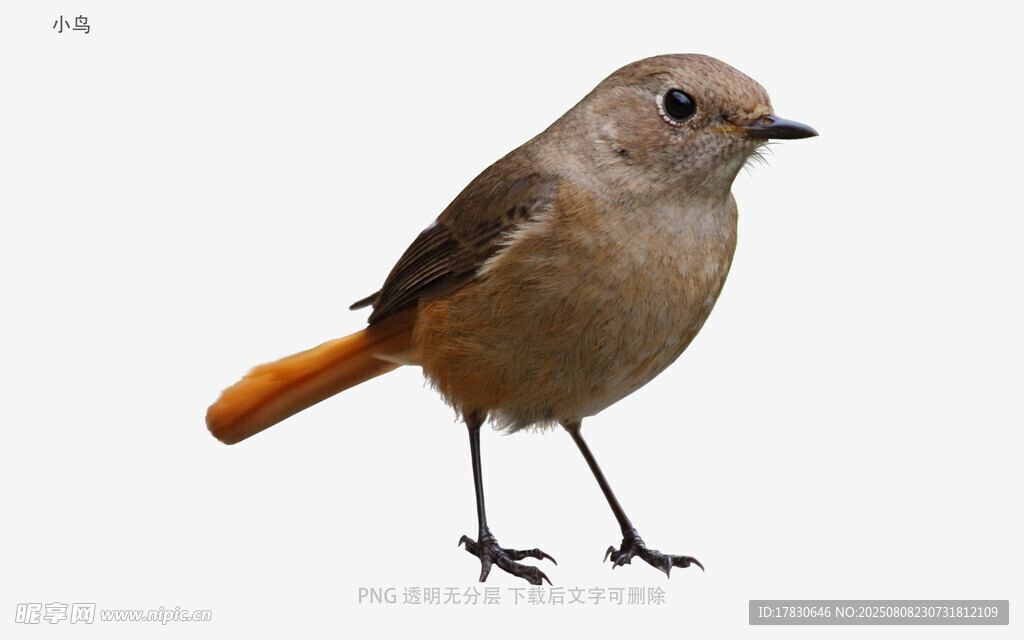 小鳥