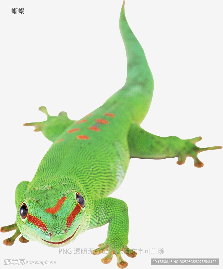 蜥蜴