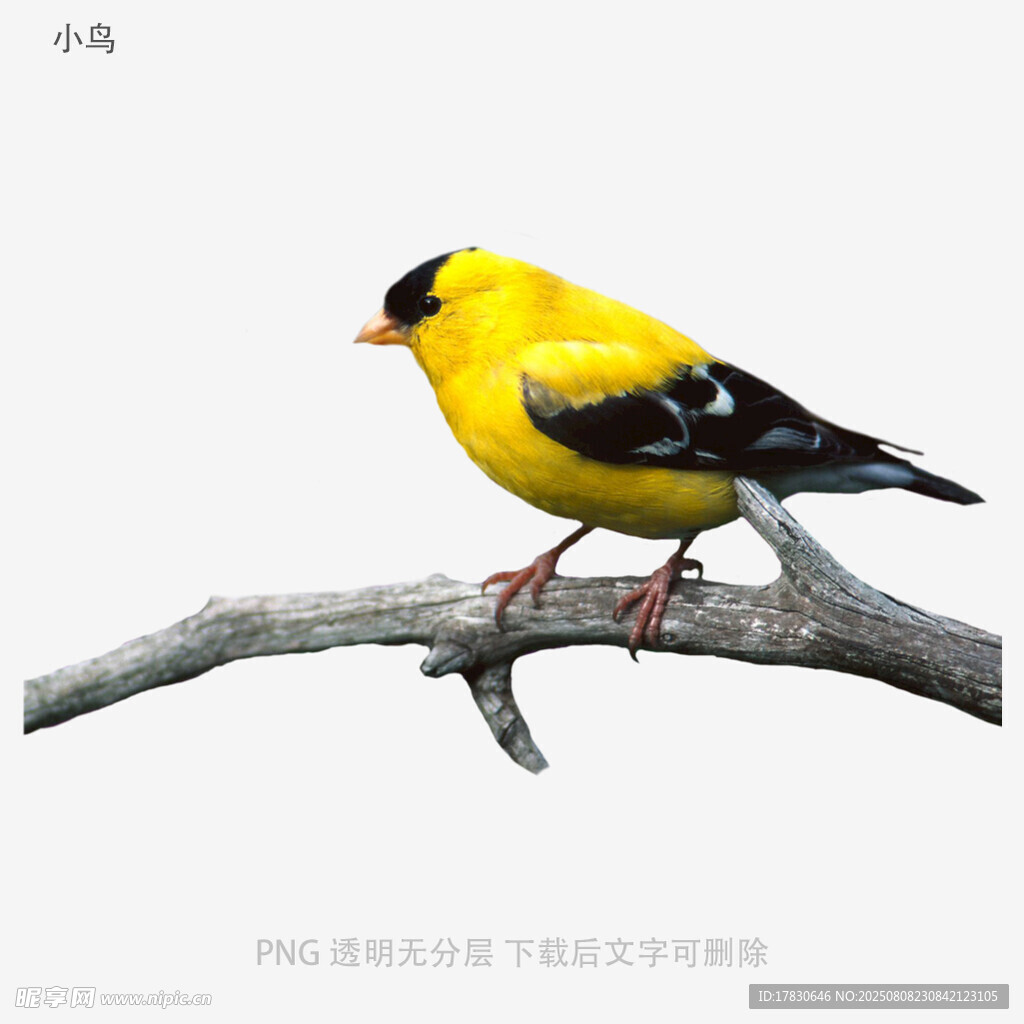 小鳥