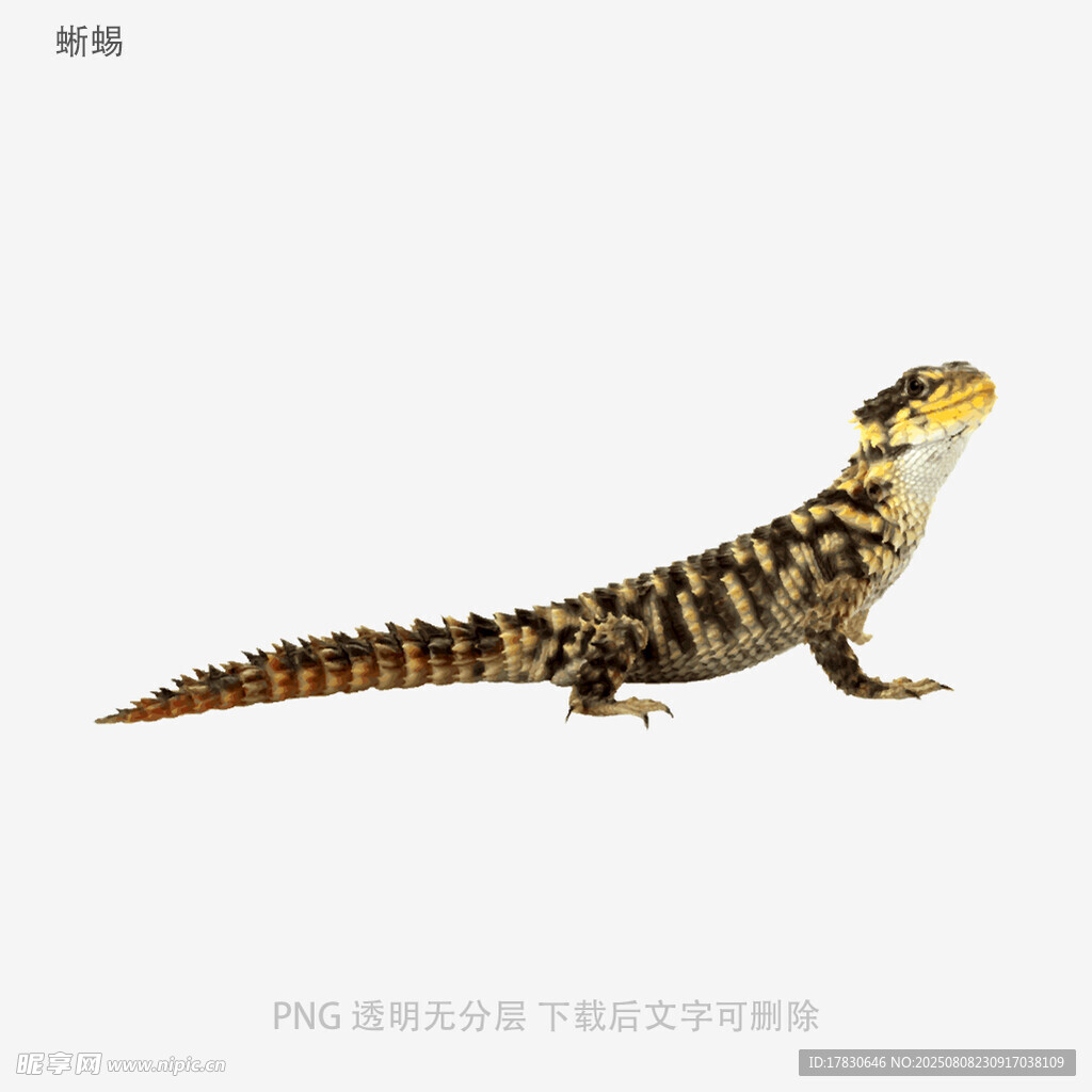 蜥蜴