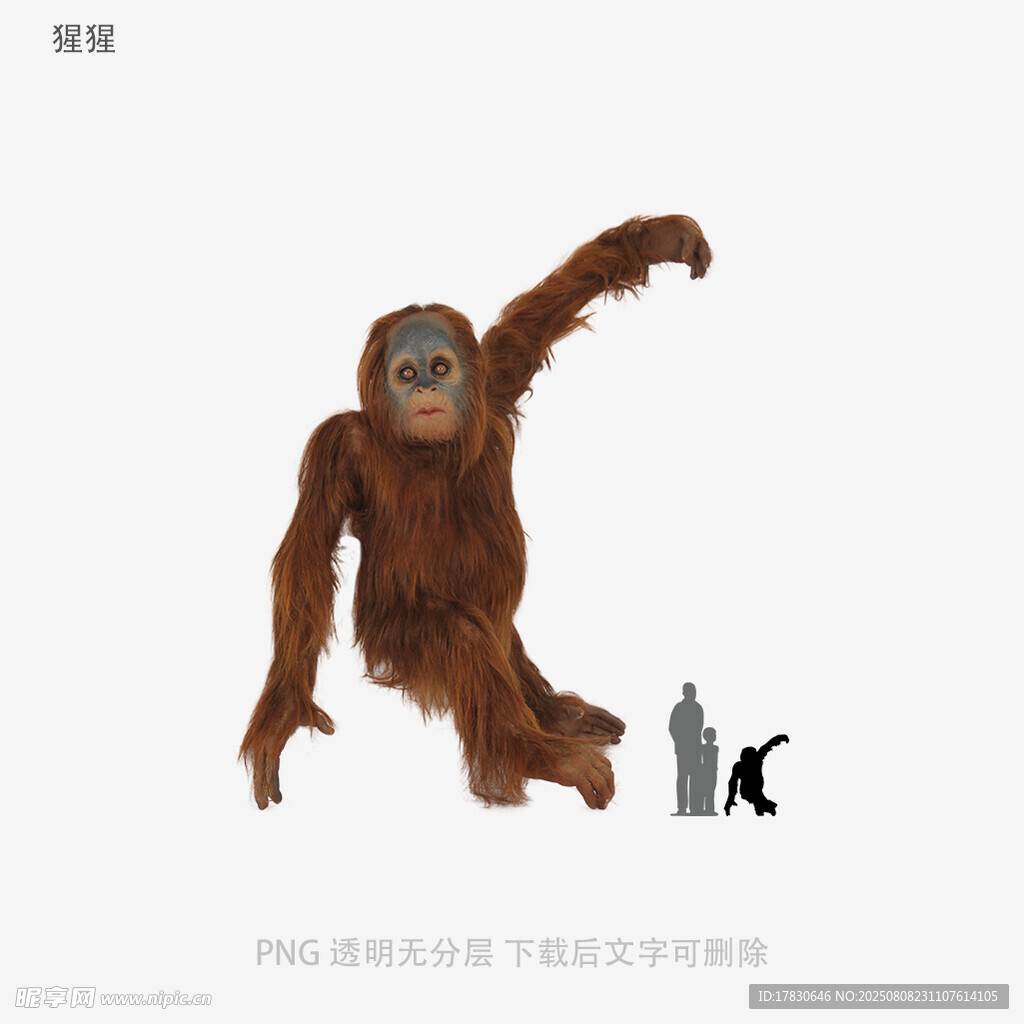 猩猩