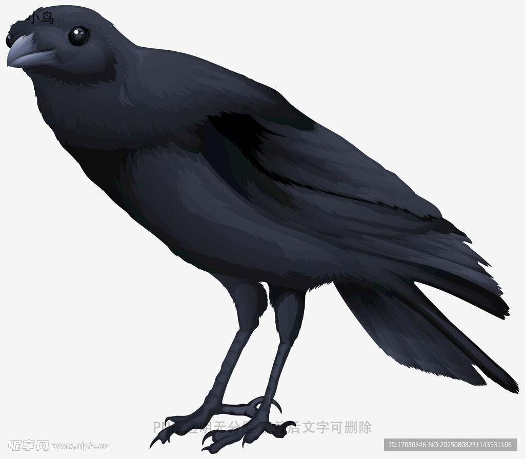 小鳥