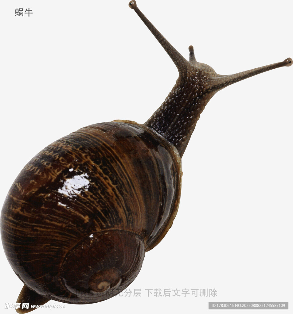 蝸牛