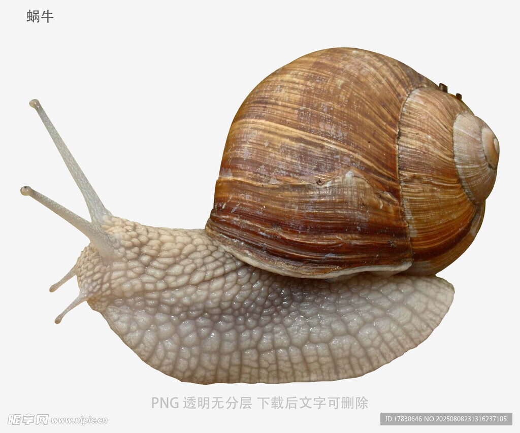 蝸牛