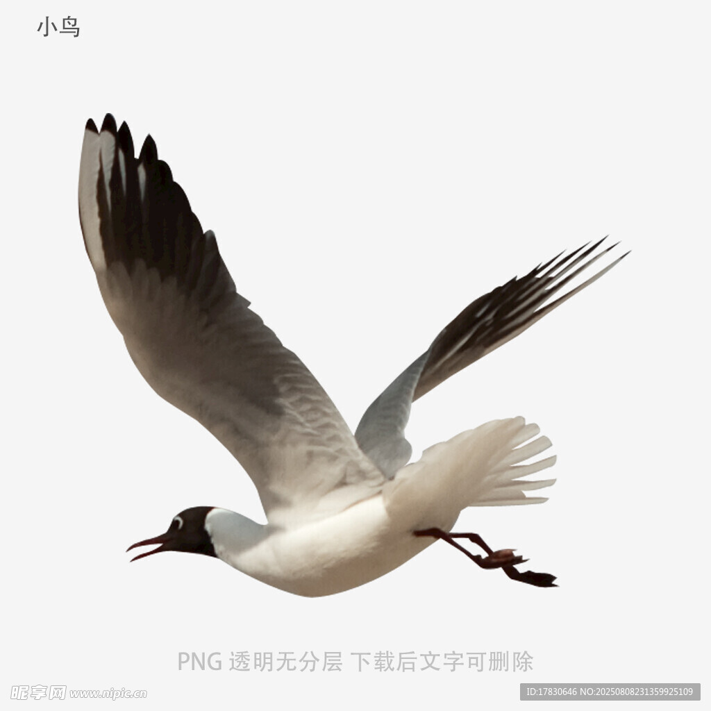 小鳥
