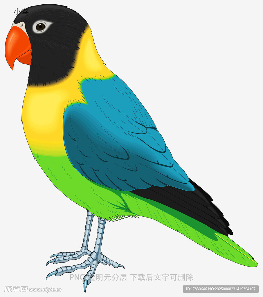 小鳥