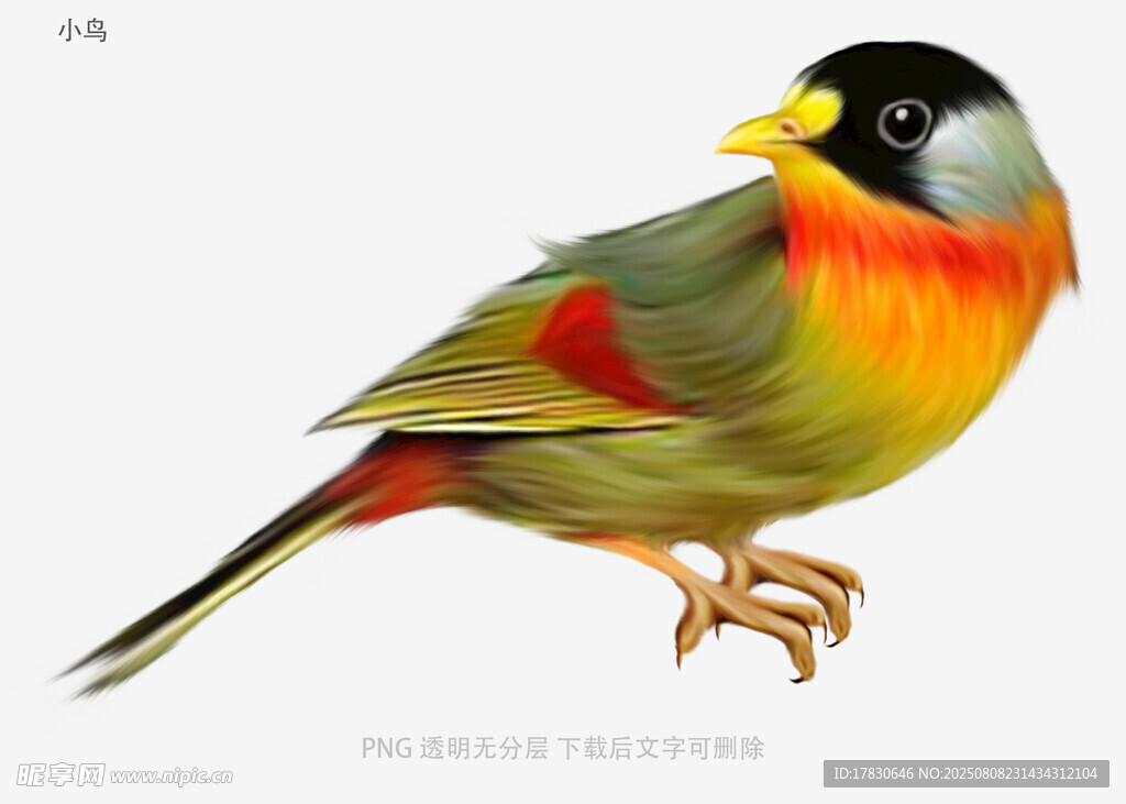 小鳥