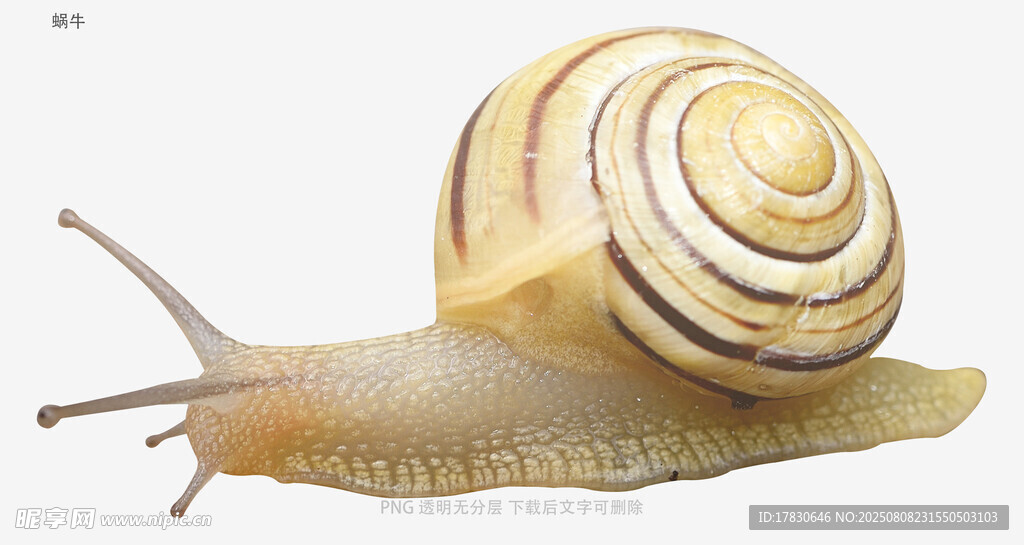 蝸牛
