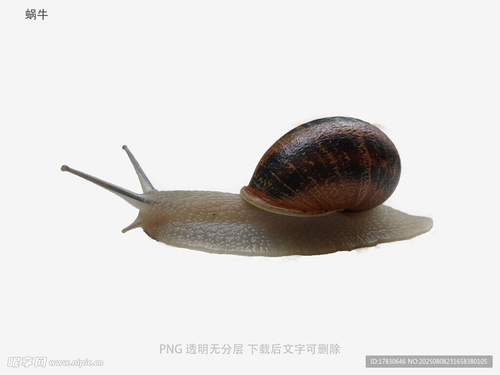 蝸牛