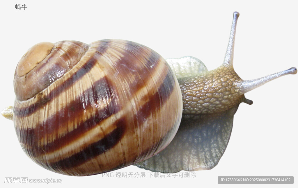 蝸牛