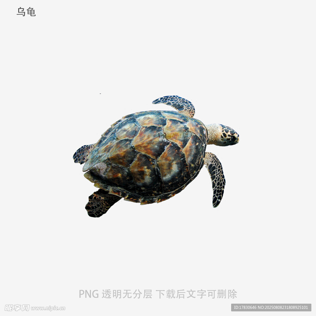 烏龜