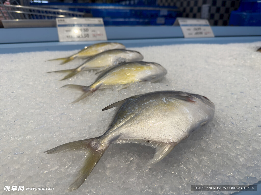 金鯧魚