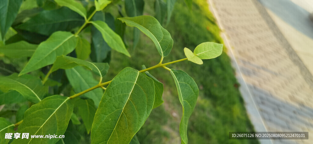 翠綠葉片生機(jī)盎然