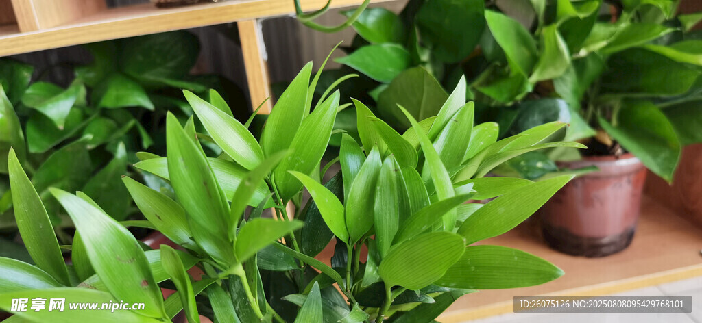 翠綠室內(nèi)盆栽植物景觀