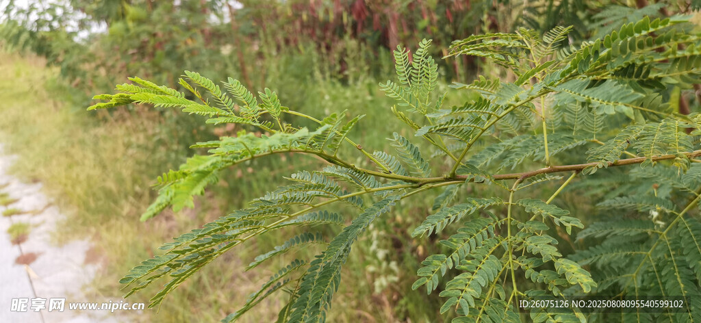 鄉(xiāng)間小道旁的繁茂銀合歡綠植