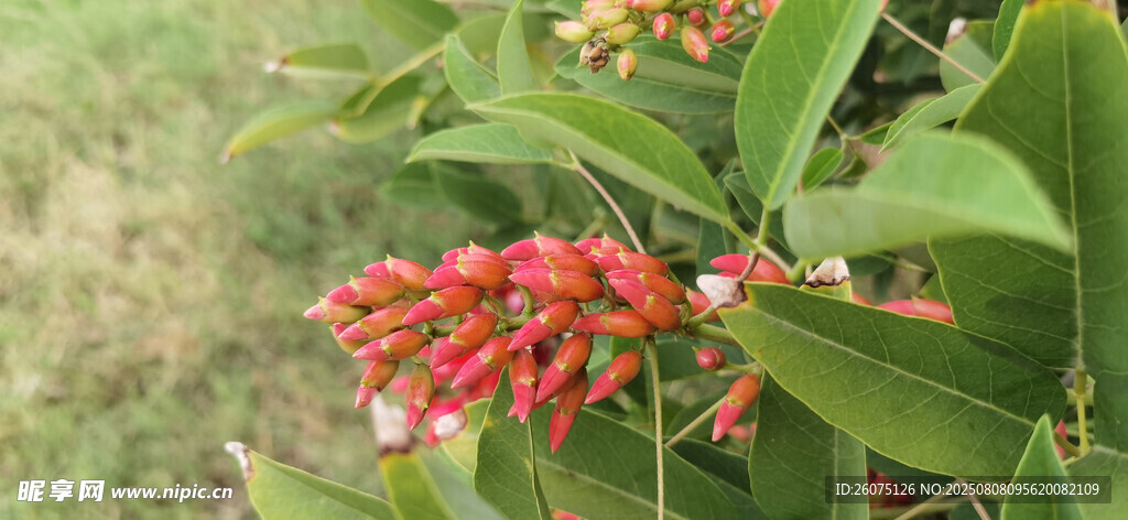 鮮艷紅色雞冠刺桐花朵綻于綠葉間