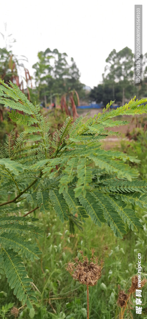 田野中繁茂綠色的銀合歡枝葉