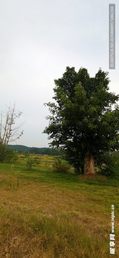 田野中的綠樹(shù)