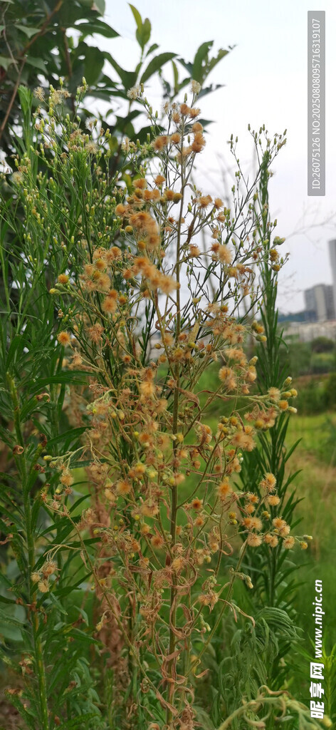 野外繁茂的綠色植物與枯草景觀